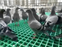 玻璃钢格栅，@化工厂常用，玻璃钢格栅板，玻璃钢格栅盖板，玻璃钢,树雨篦子，树池篦子，玻璃钢格栅厂家，玻璃钢鸽舍，洗车房，玻璃钢价格直销定制厂家。
